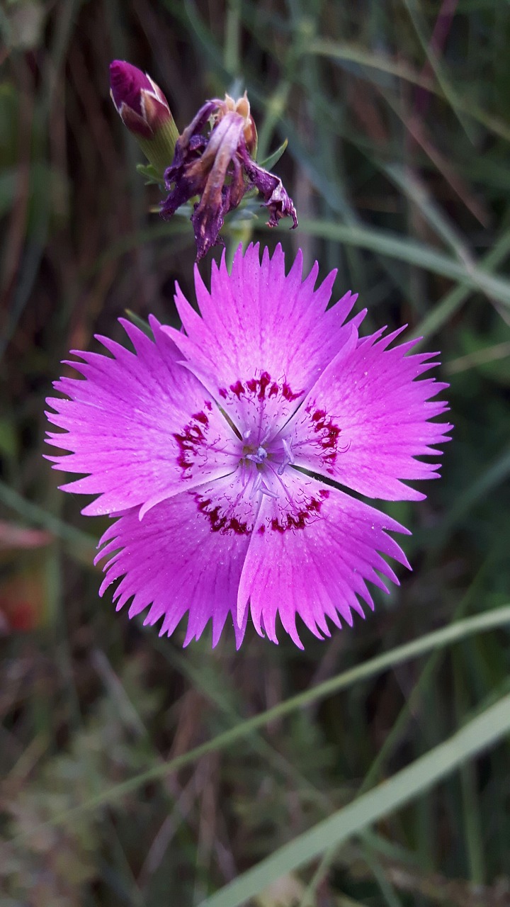 carnation  flower  pink free photo