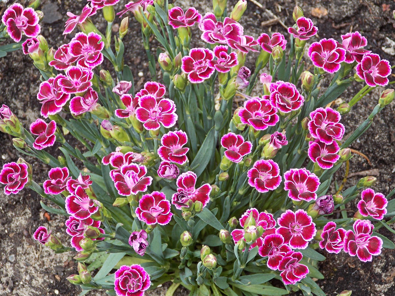 carnation  dianthus  clove pink free photo