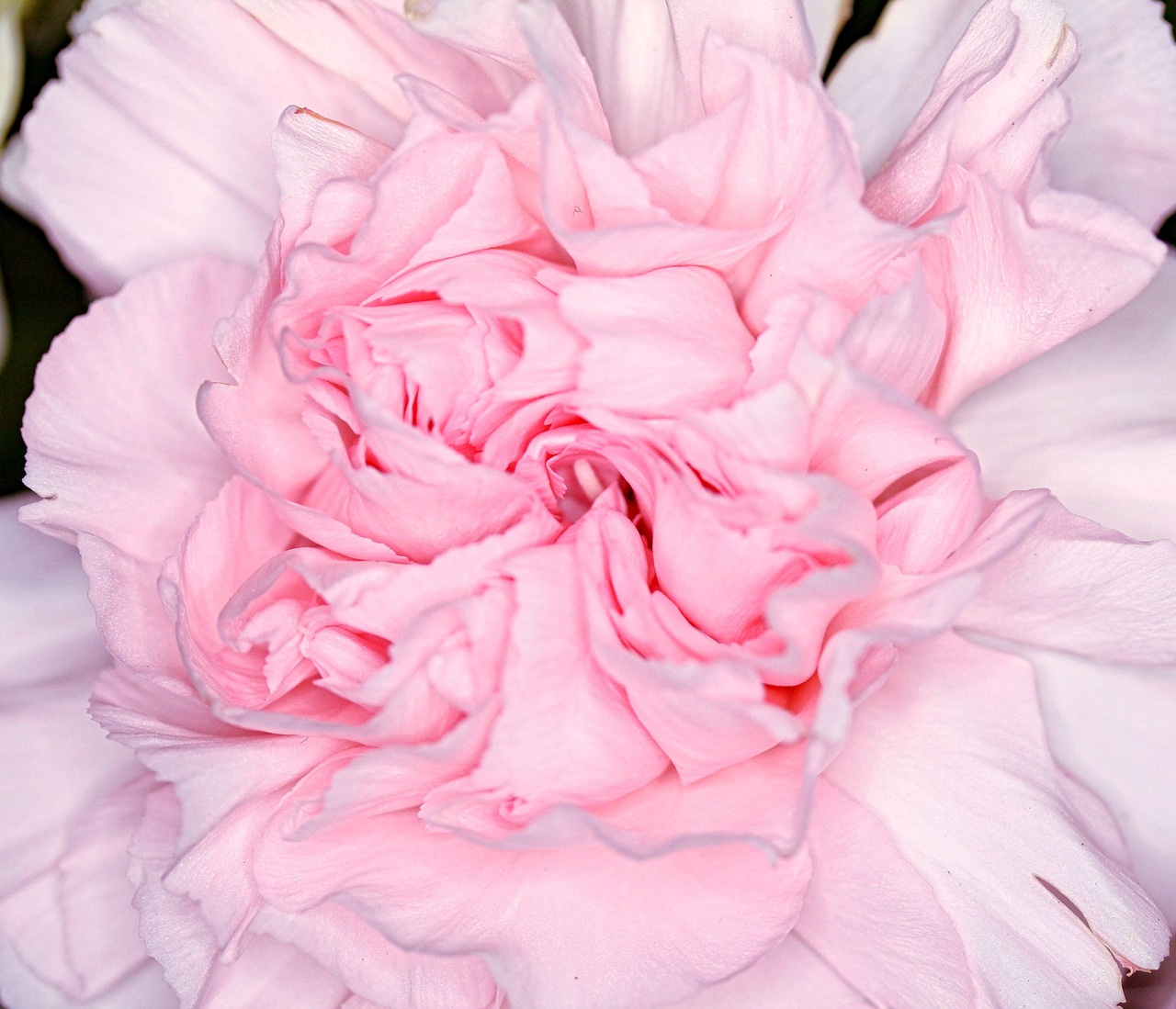 carnation  dianthus  flower free photo