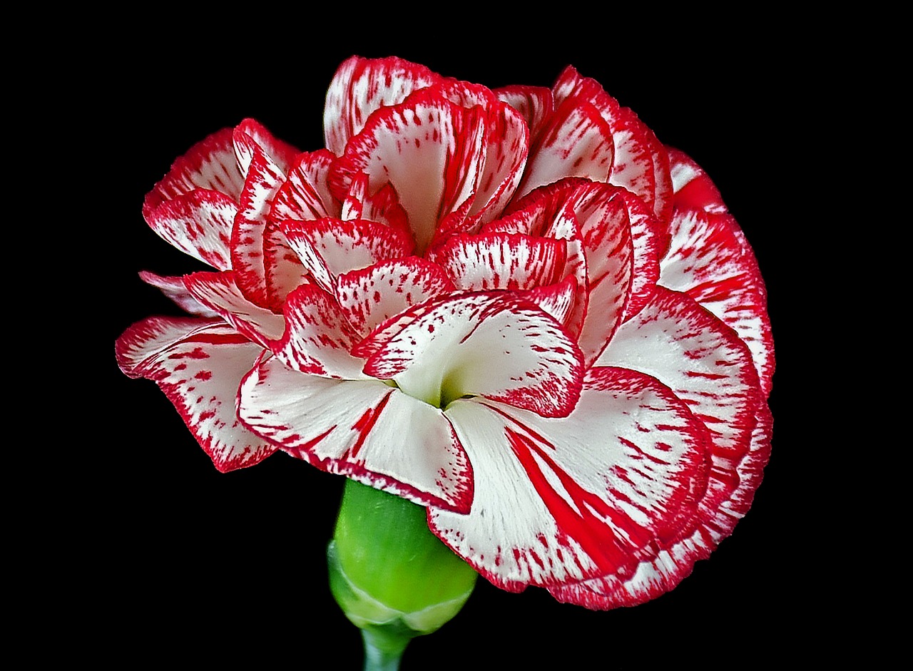 carnation  love  flower free photo