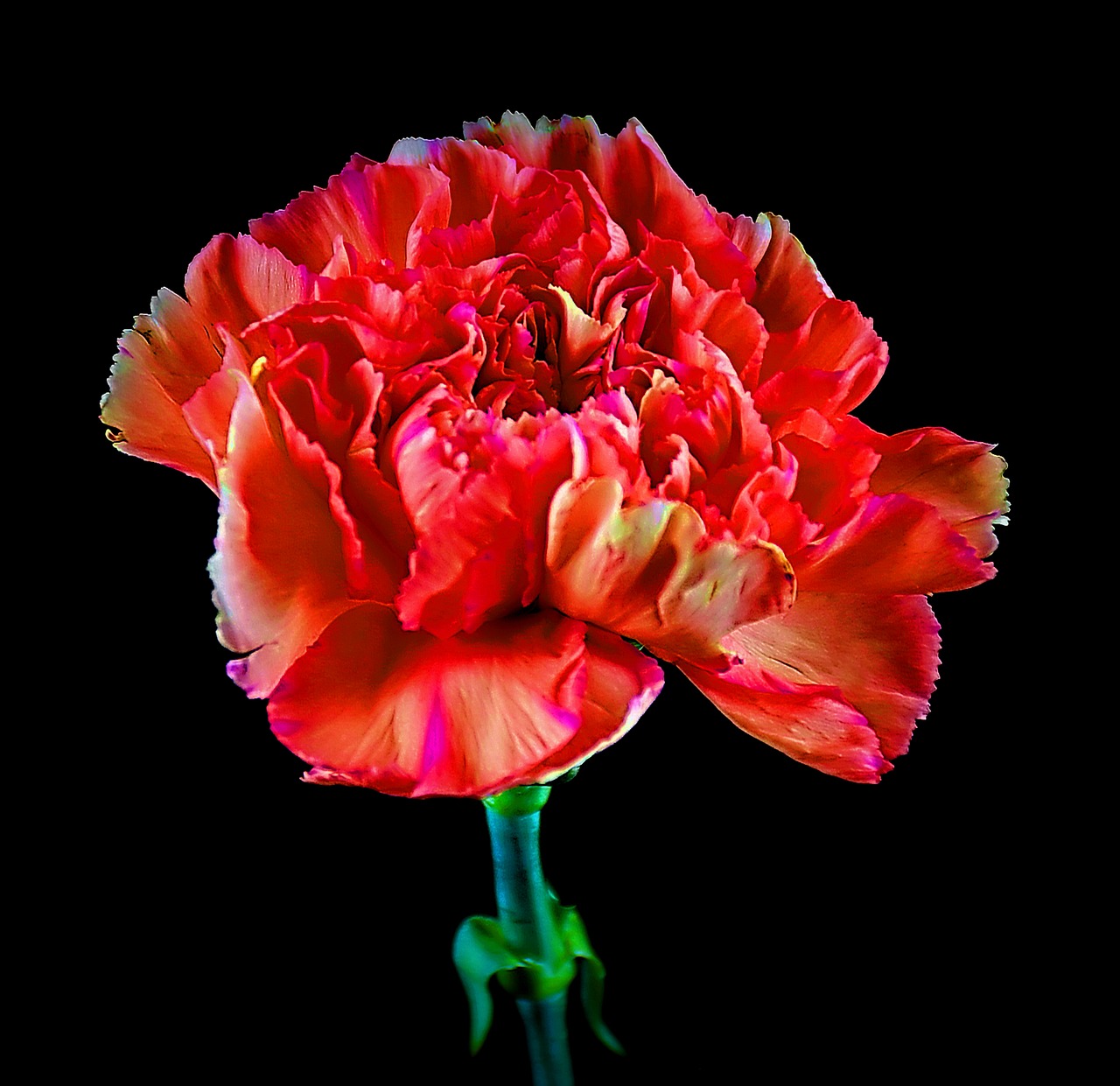 carnation  flower  nature free photo