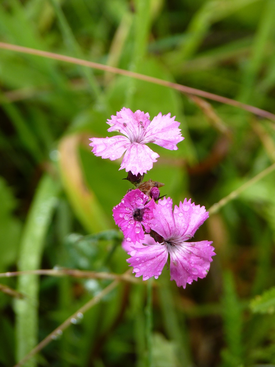 carnation flower dewdrop free photo