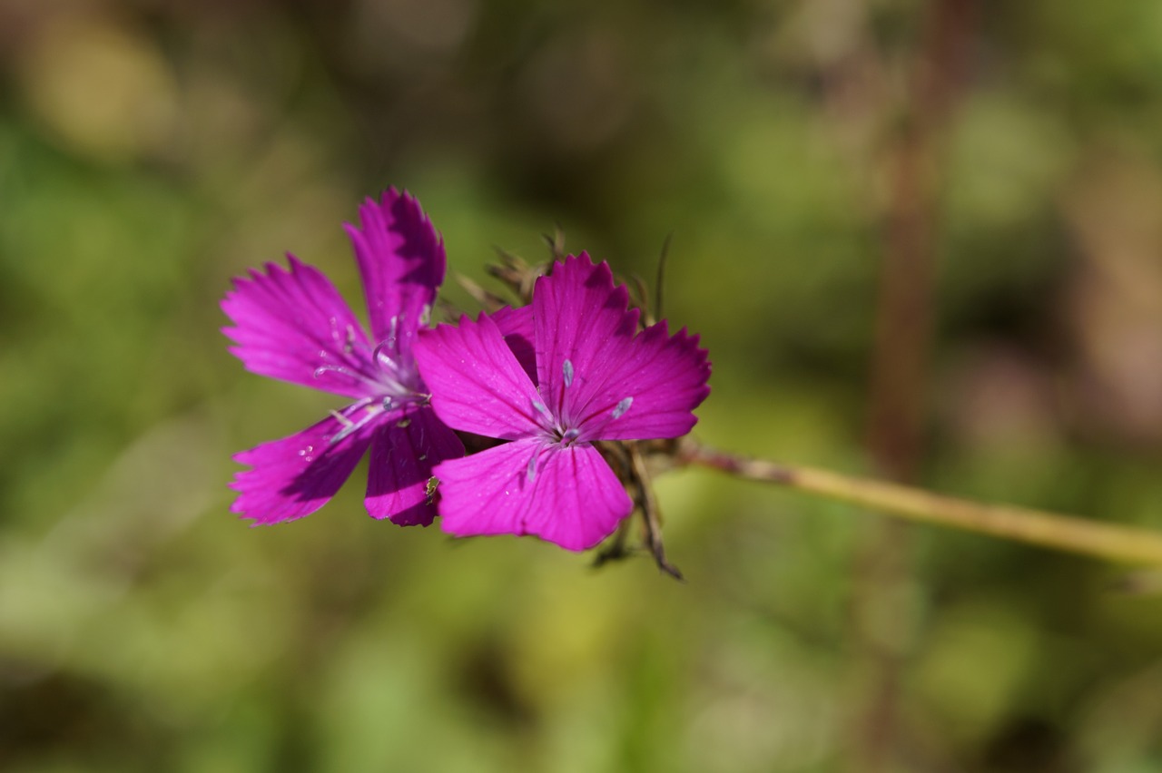 carnation campion pointed flower free photo