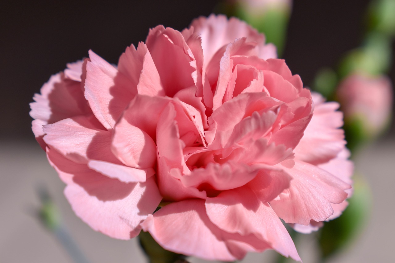 carnation  flower  pink free photo