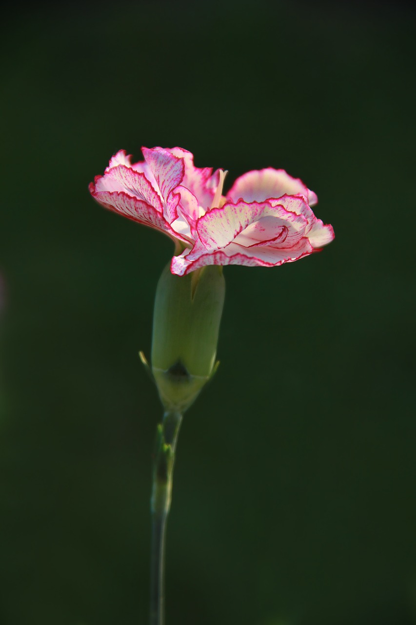 carnation pink flower free photo