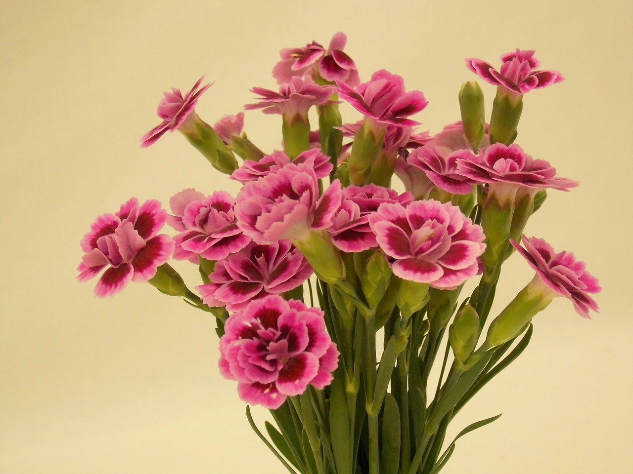 carnation flower pink free photo