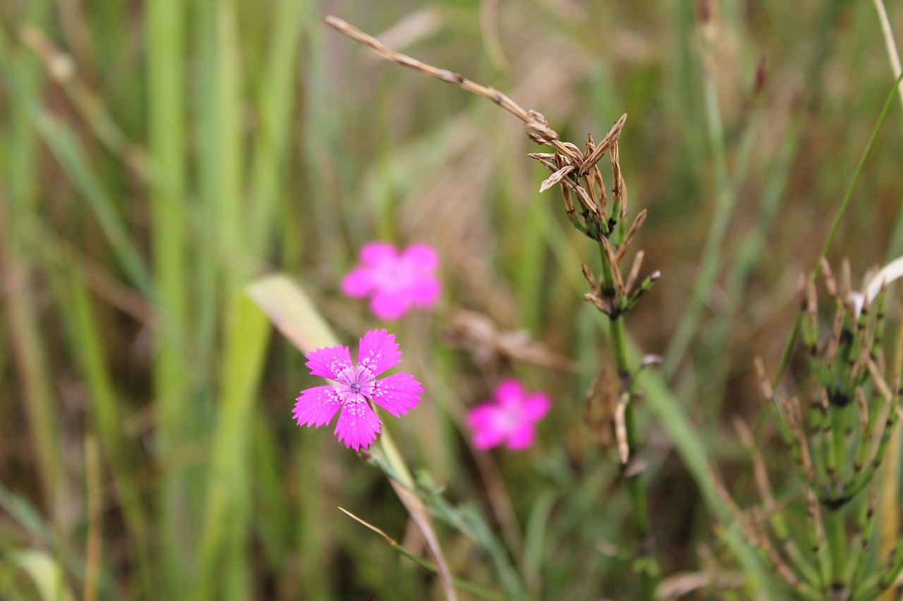 carnation blossom bloom free photo