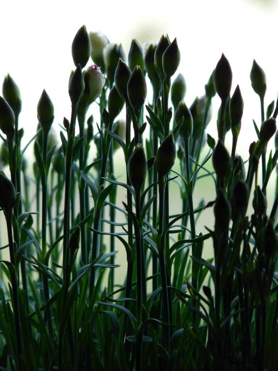 carnation dianthus plant free photo