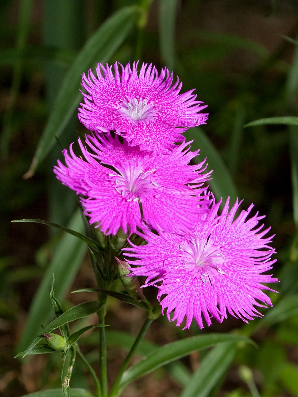 carnation flowers pink free photo