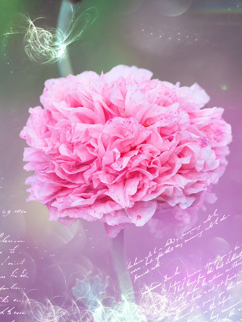 carnation pink romantic free photo