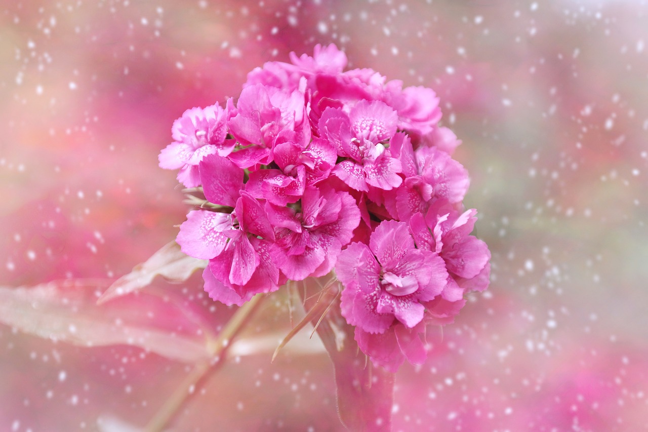 carnation blossom bloom free photo