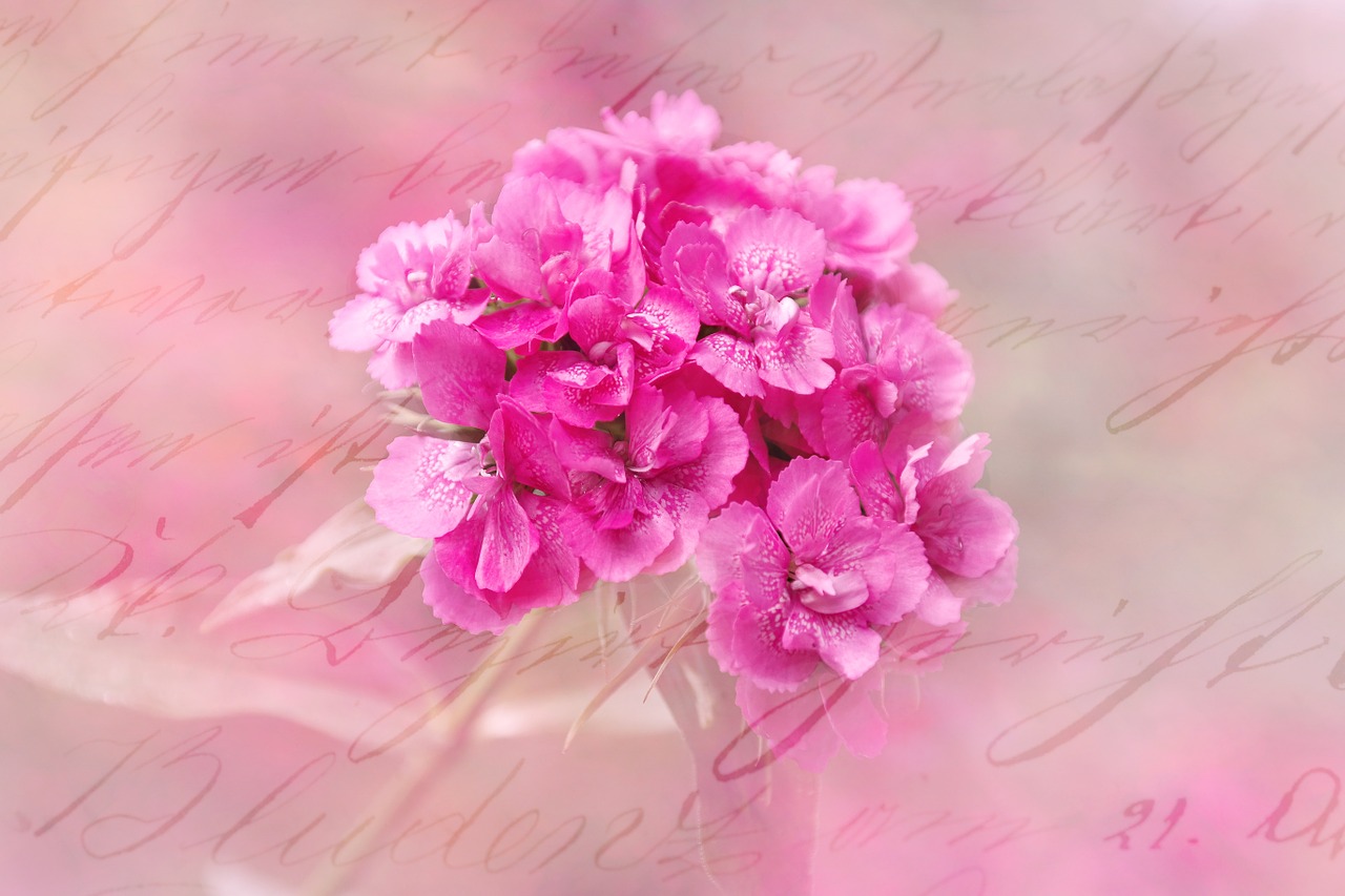 carnation blossom bloom free photo