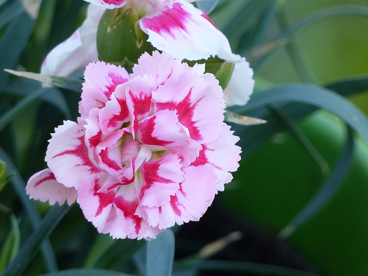 carnation flower spring free photo