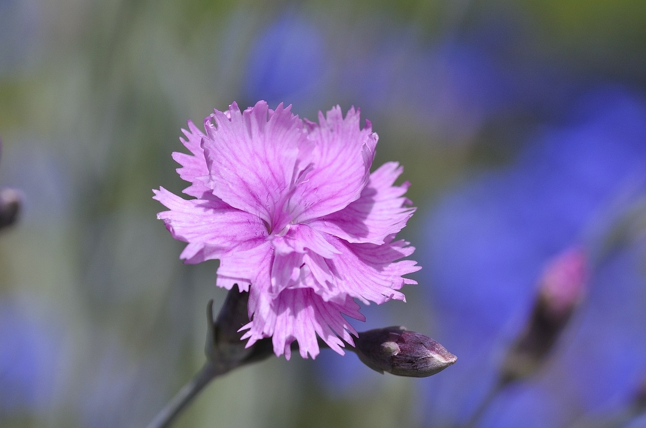 carnation flower plant free photo