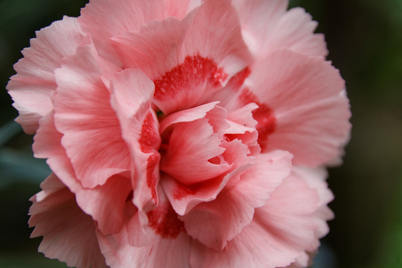 carnation flower nature free photo