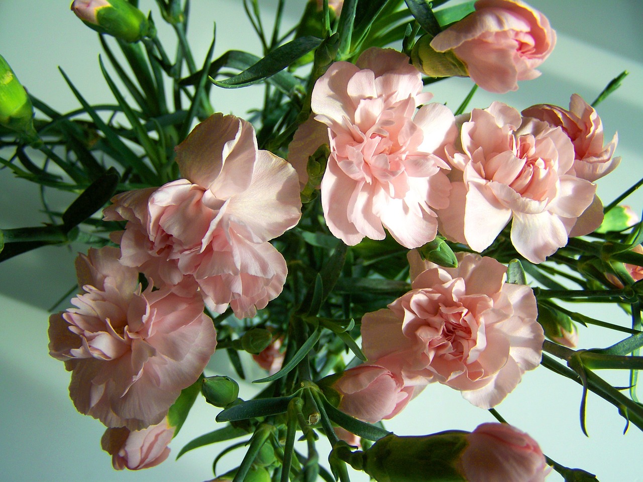 carnation bouquet pink flower bunch of flowers free photo