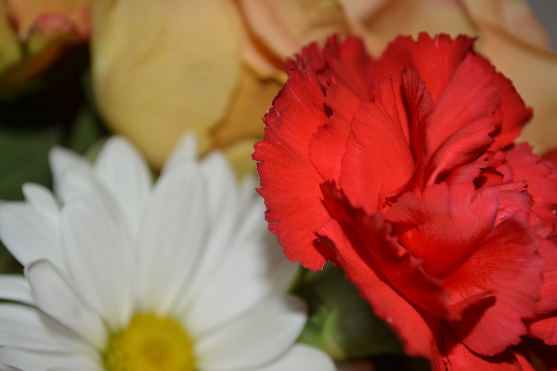 carnation flower scrapbook free photo