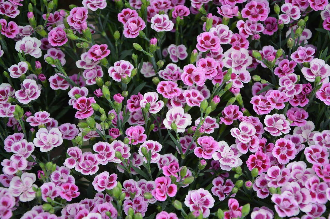 carnation-dwarf flowers roses free photo