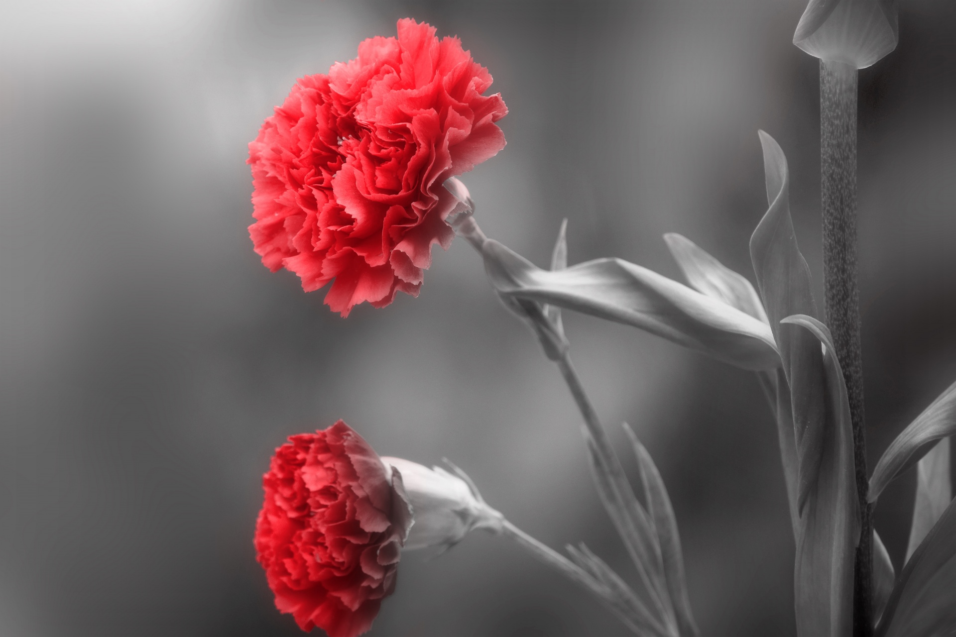 carnation red flower free photo