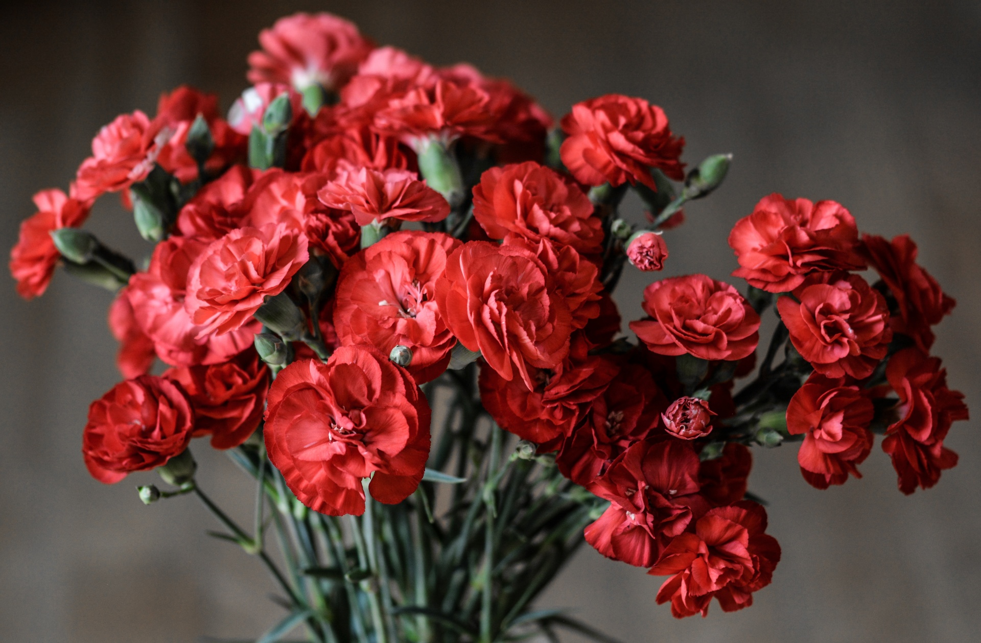carnation flowers red free photo