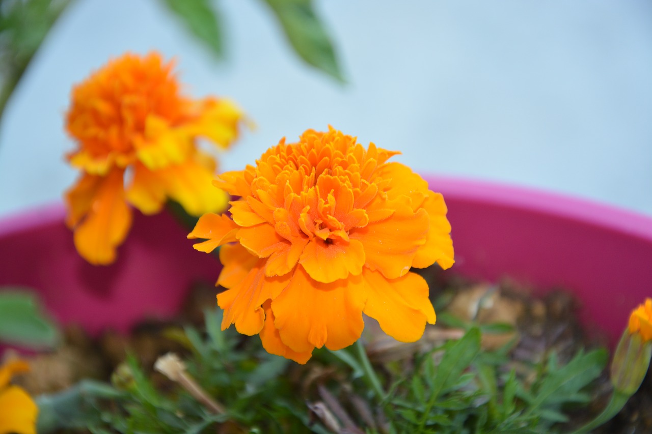 carnation of india flower orange free photo