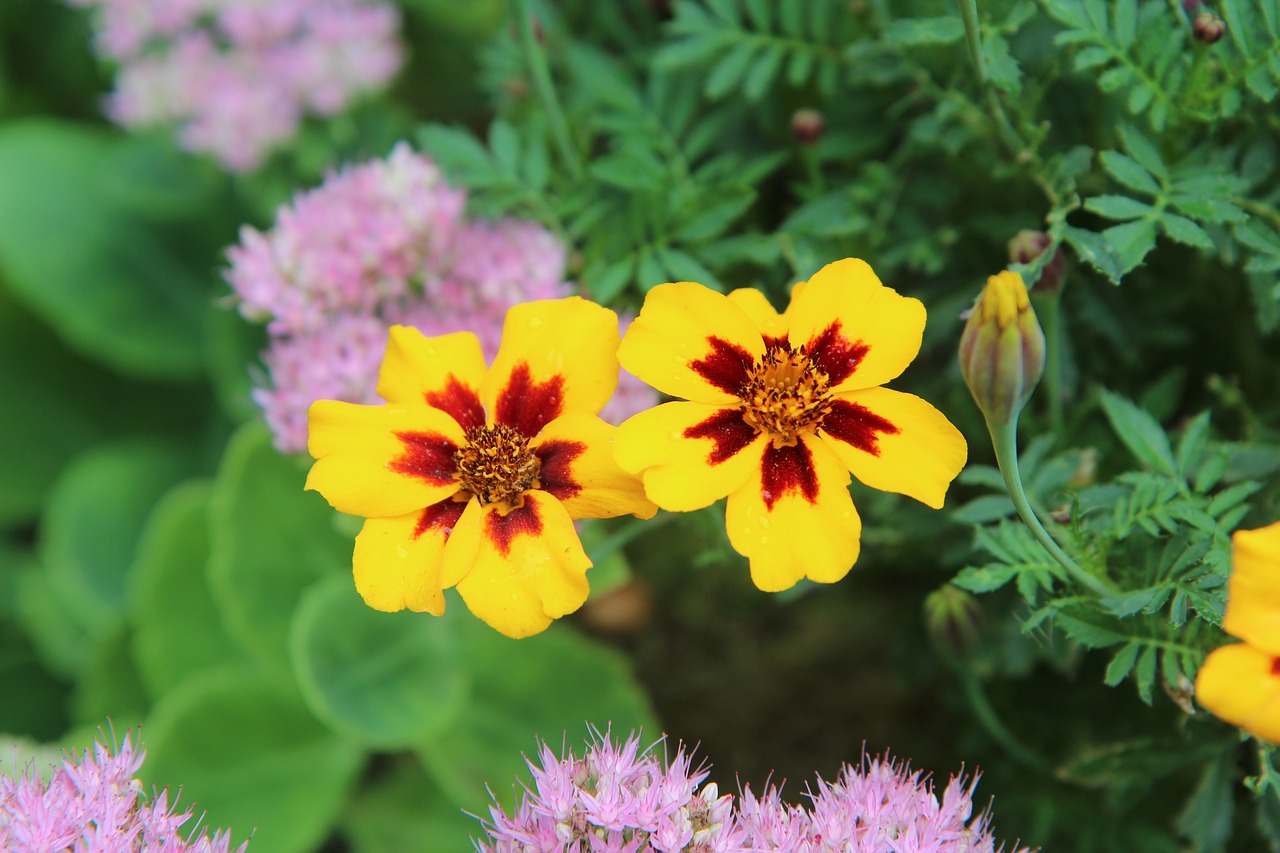 carnation of india  carnation of india legionnaire  flowers free photo