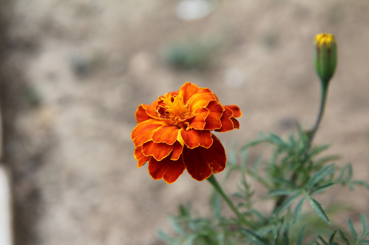 carnation of india legionnaire  carnation of india  flower free photo