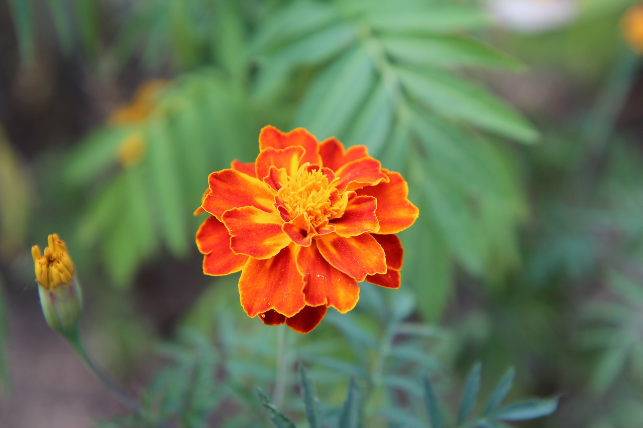 carnation of india legionnaire  carnation of india  flower free photo