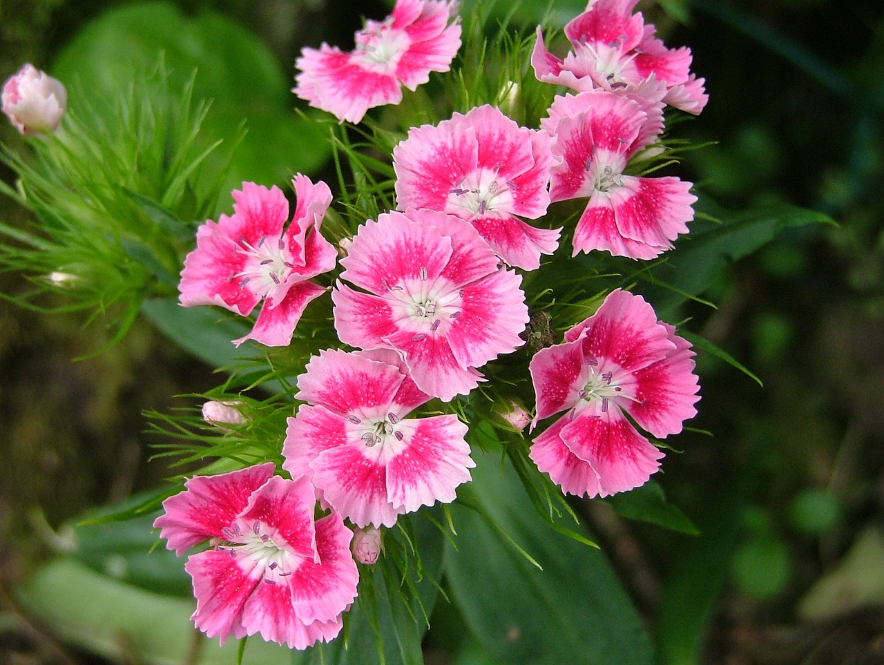 carnation pink eyelet flowers free photo