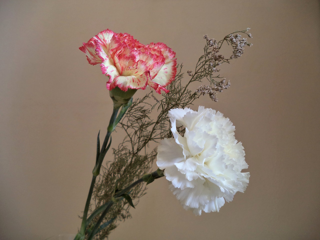 carnations flowers bouquet free photo