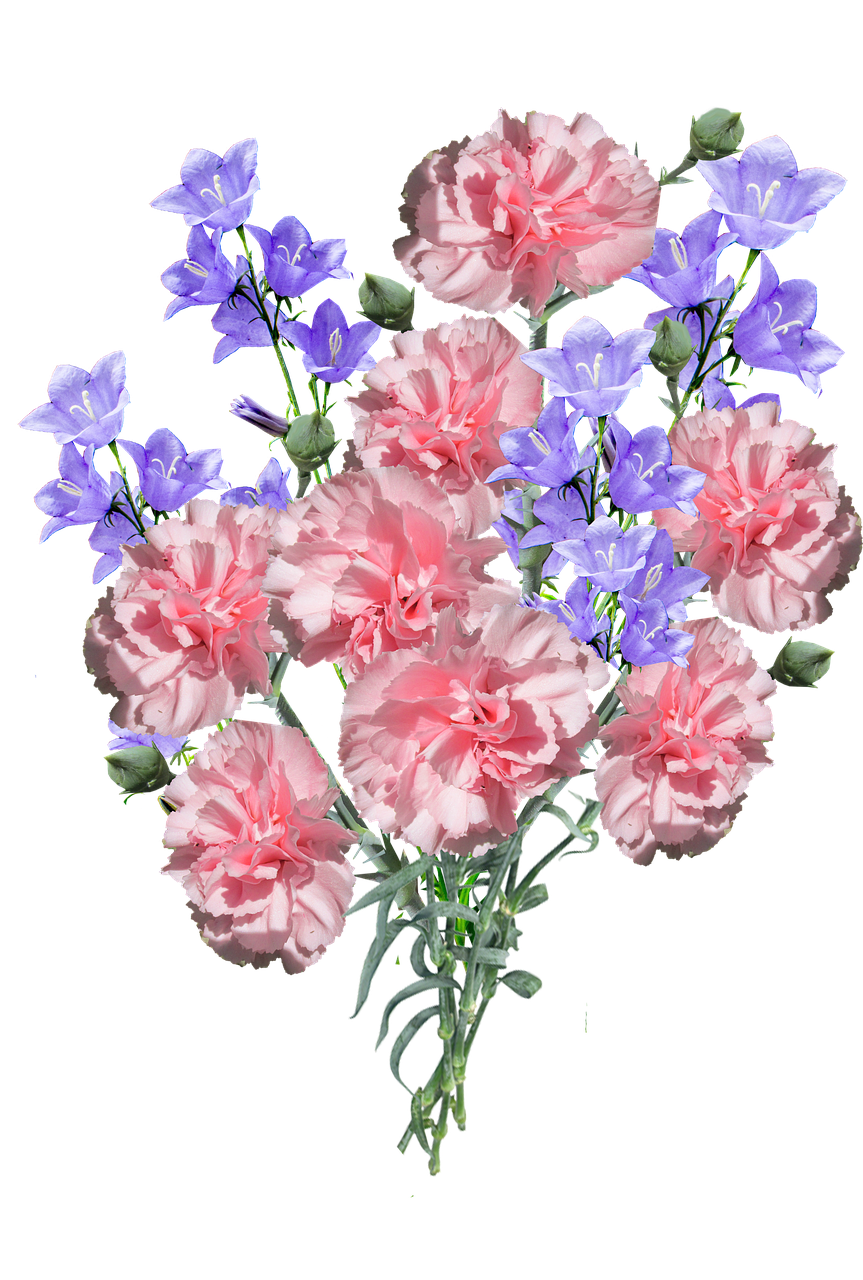 carnations flowers blue free photo