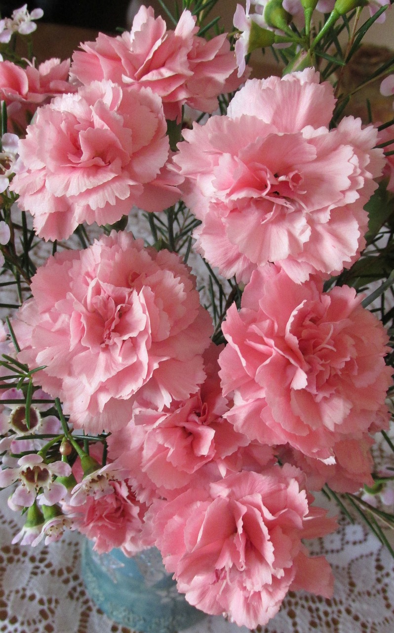 carnations pink perfume free photo