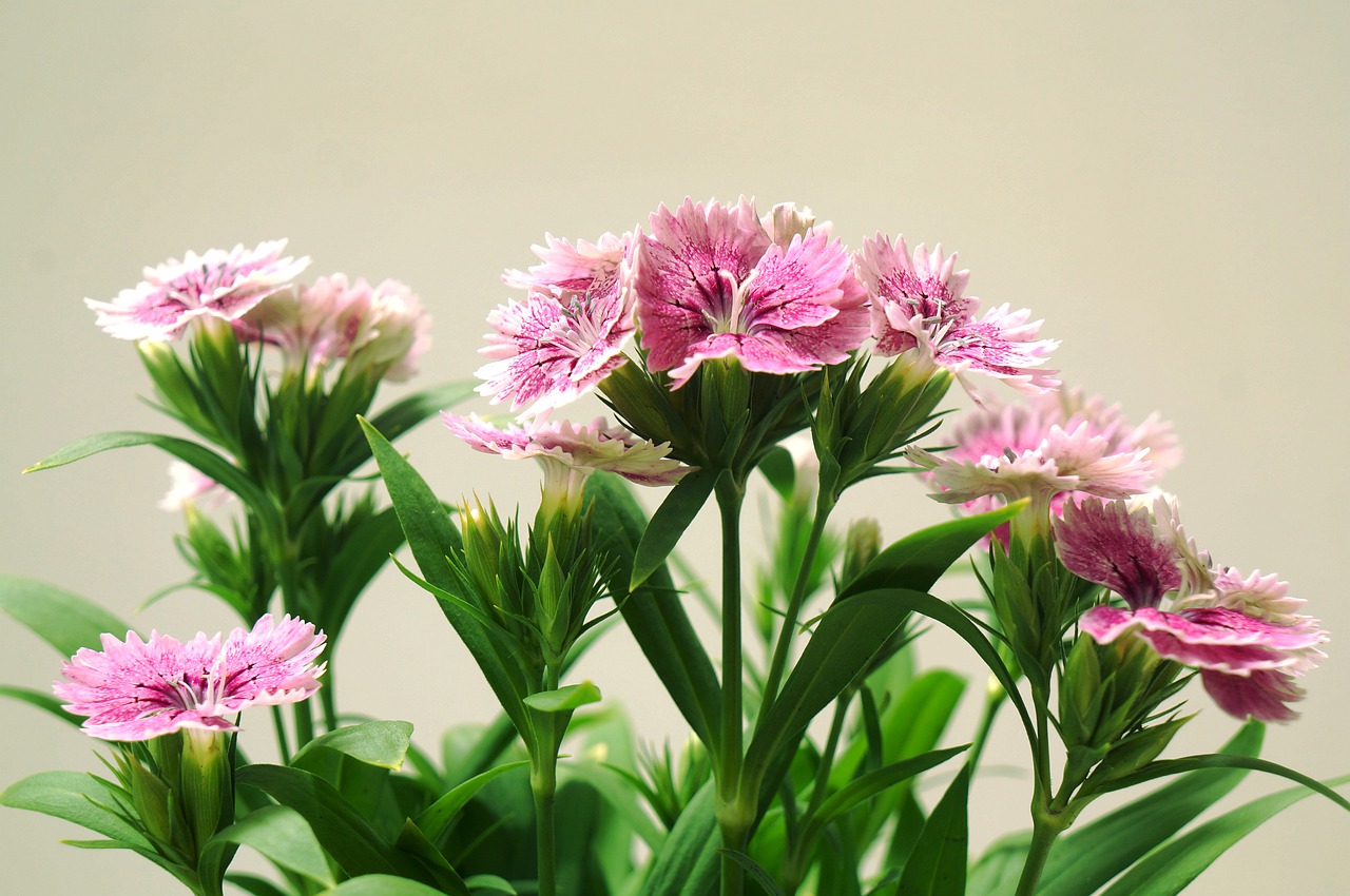 carnations inflorescence natural free photo