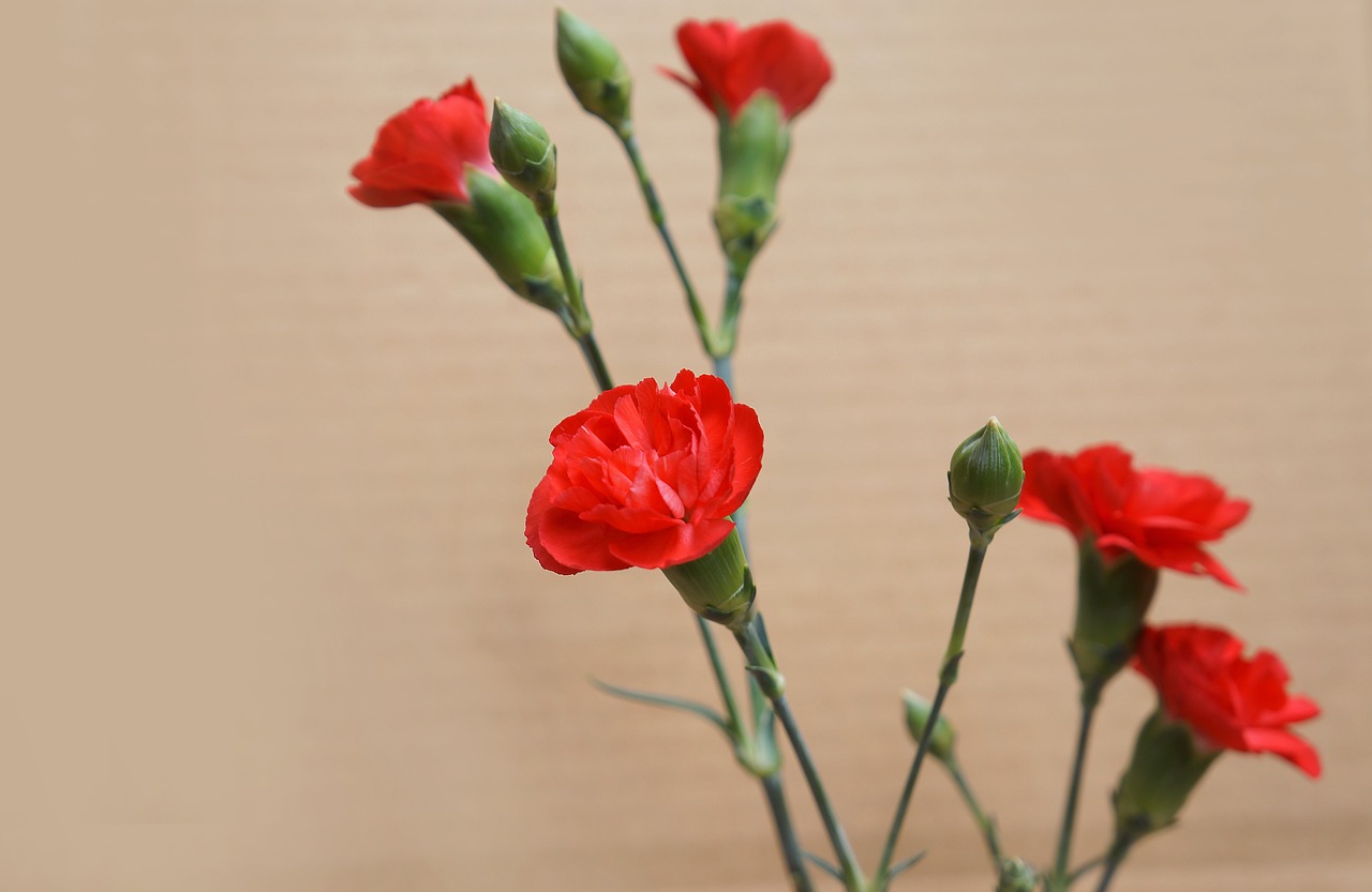 carnations red natural free photo