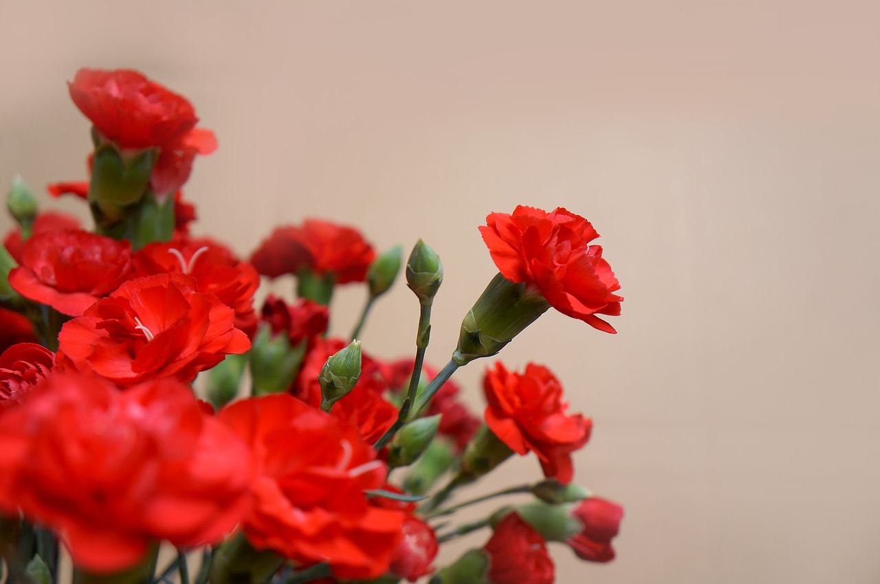 carnations red natural free photo