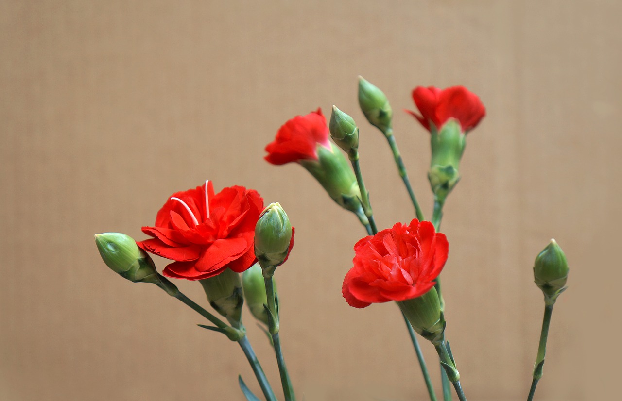 carnations red natural free photo