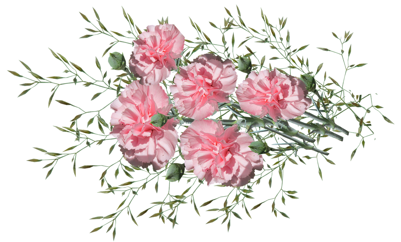 carnations  flowers  nature free photo