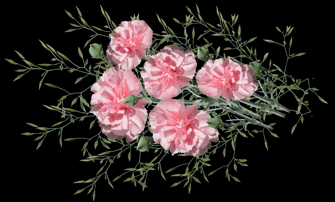 carnations  pink  flowers free photo