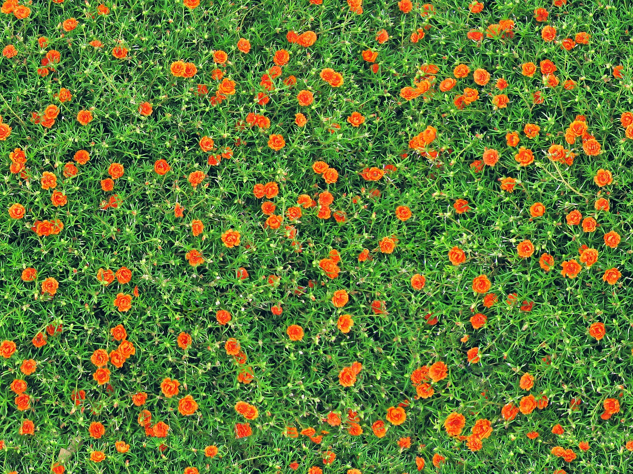 carnations flowers seamless free photo