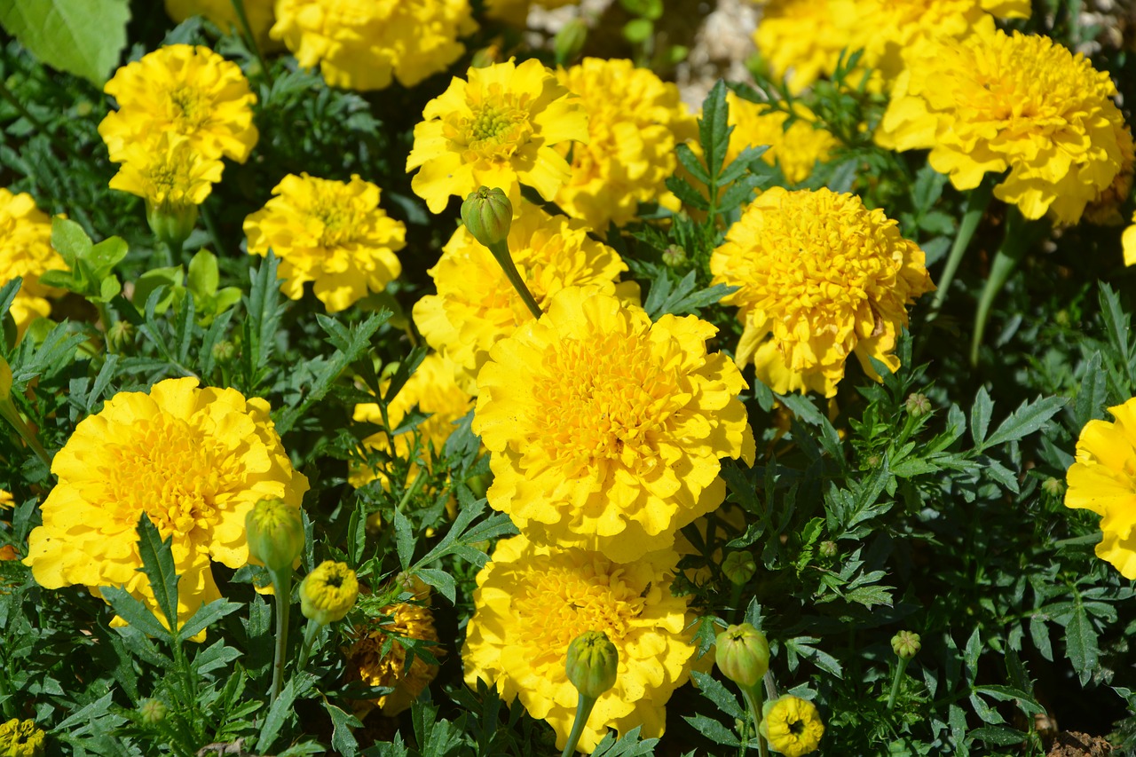 carnations of india yellow flowers free photo