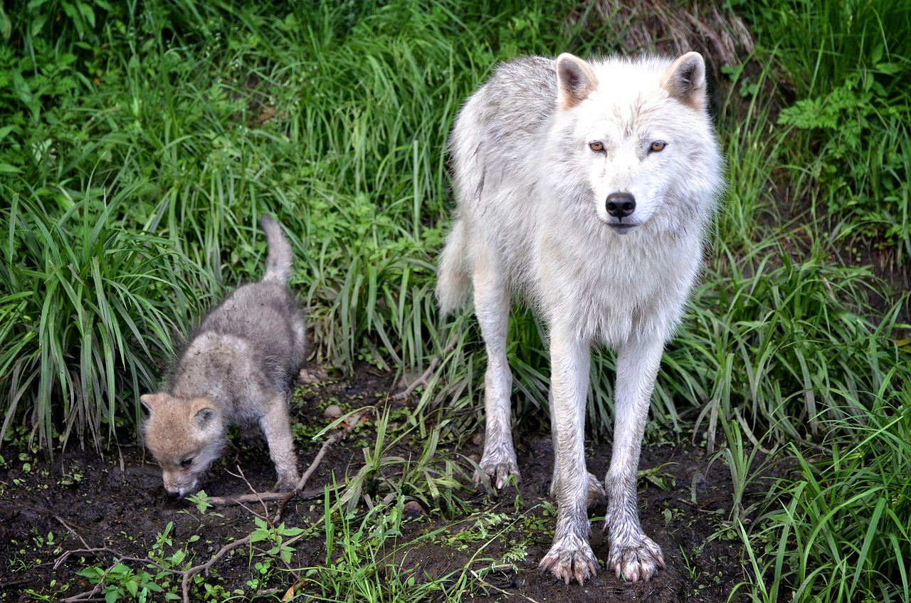 carnivore timber wolf free photo