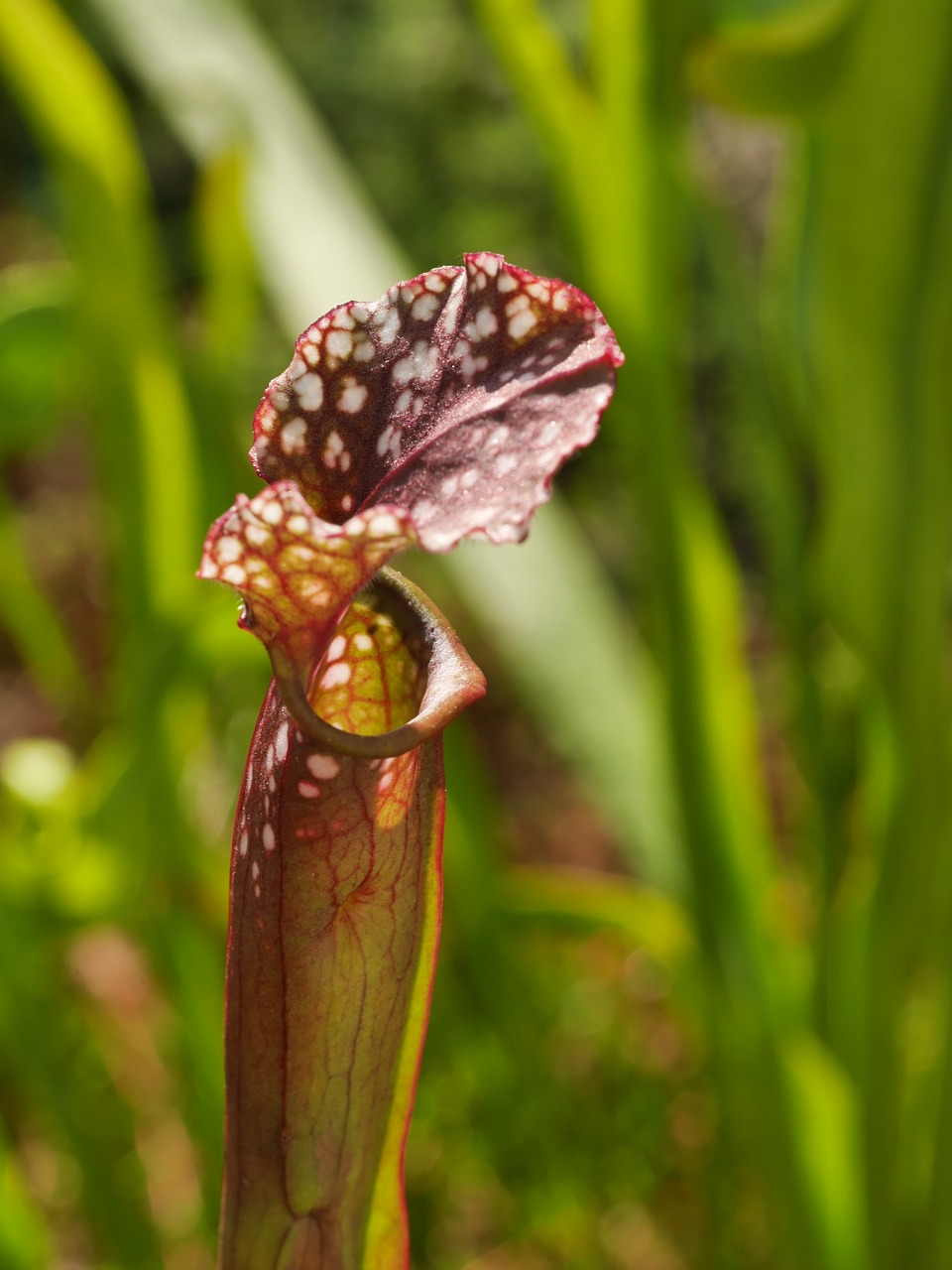 carnivore bog hose plant free photo