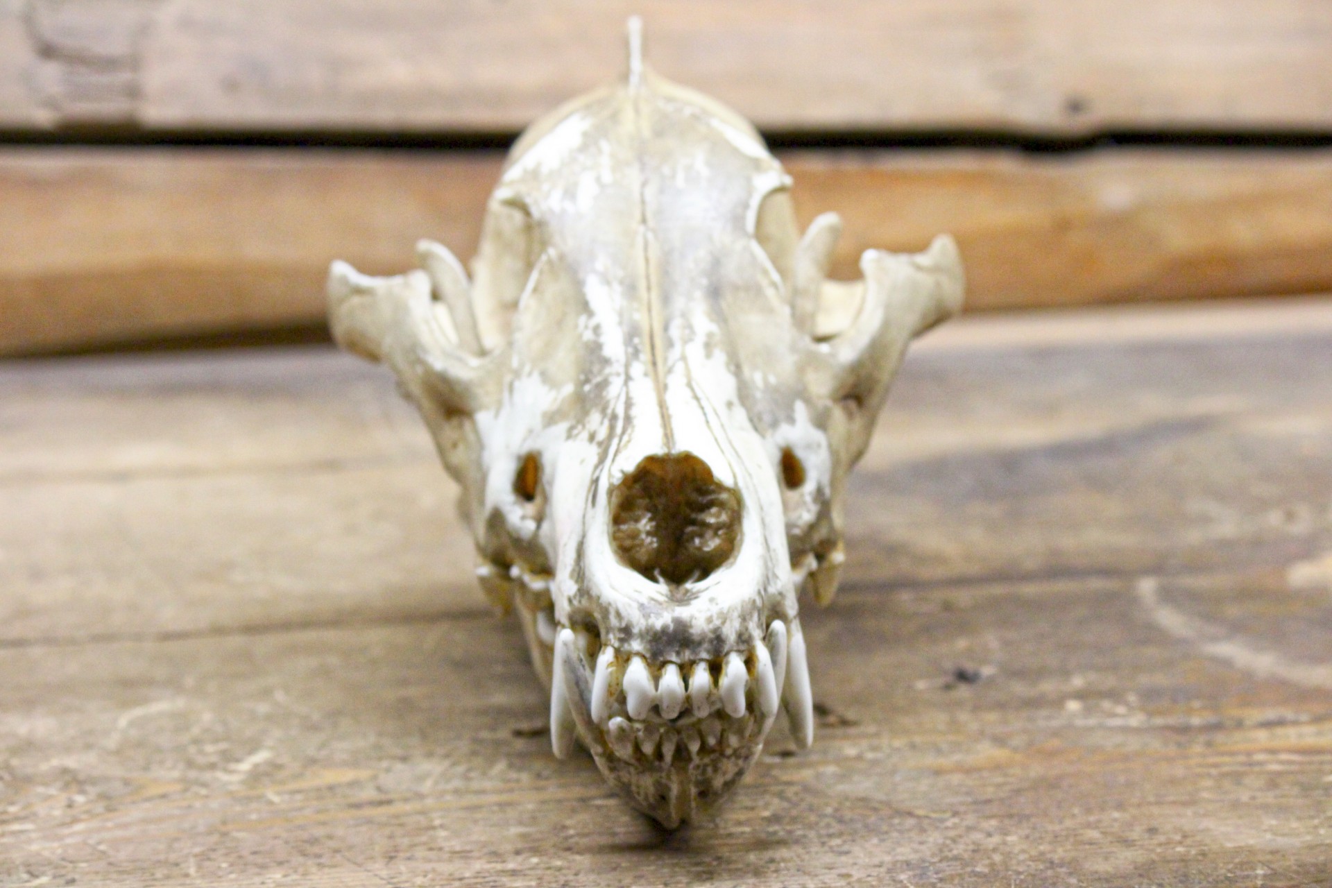 skull carnivore teeth free photo