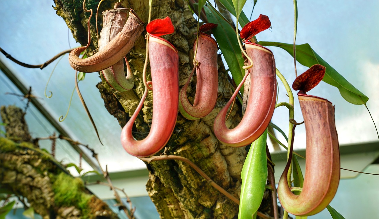 carnivorous insect eating flower free photo