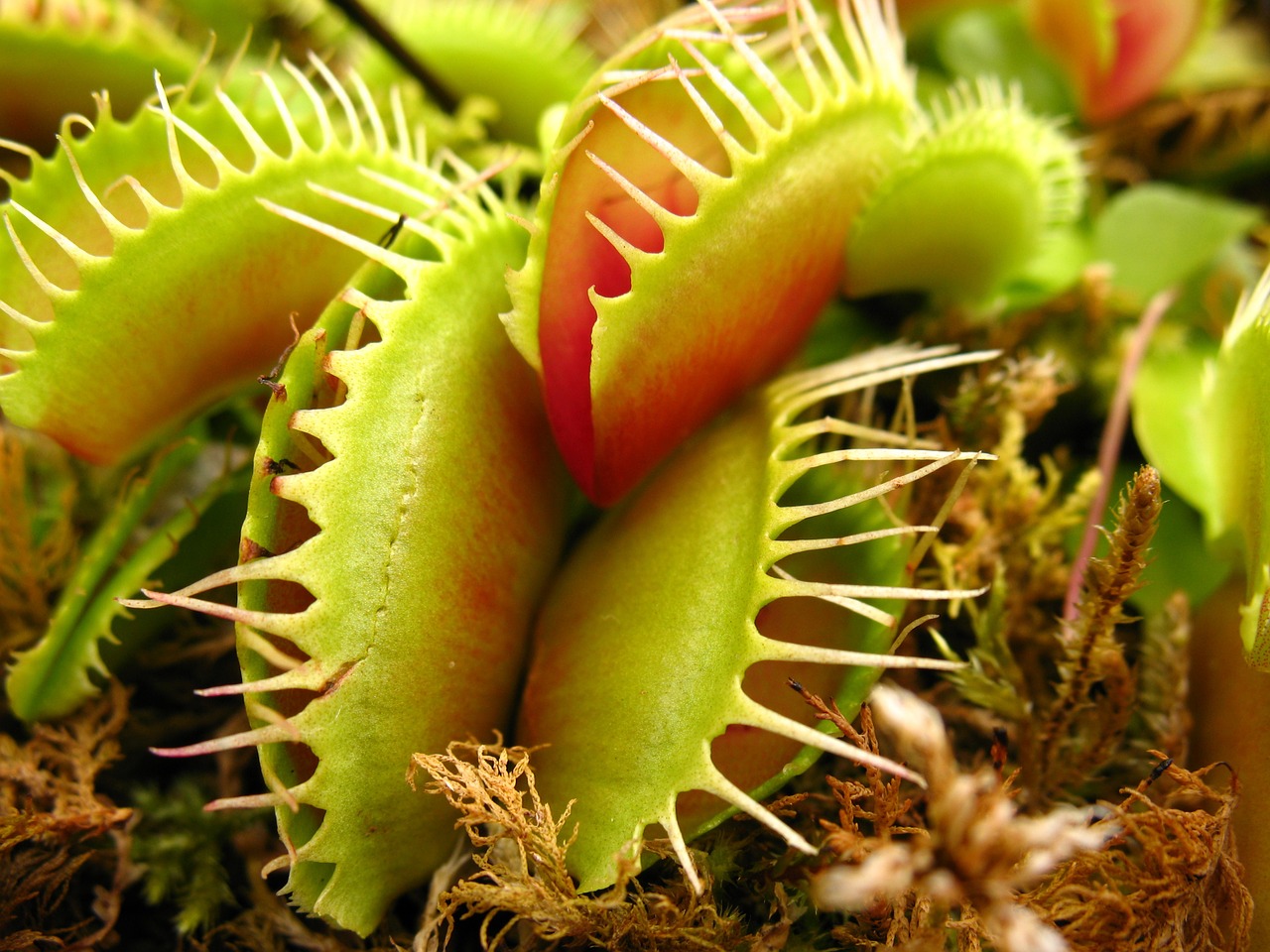 carnivorous plant muchówka plant free photo