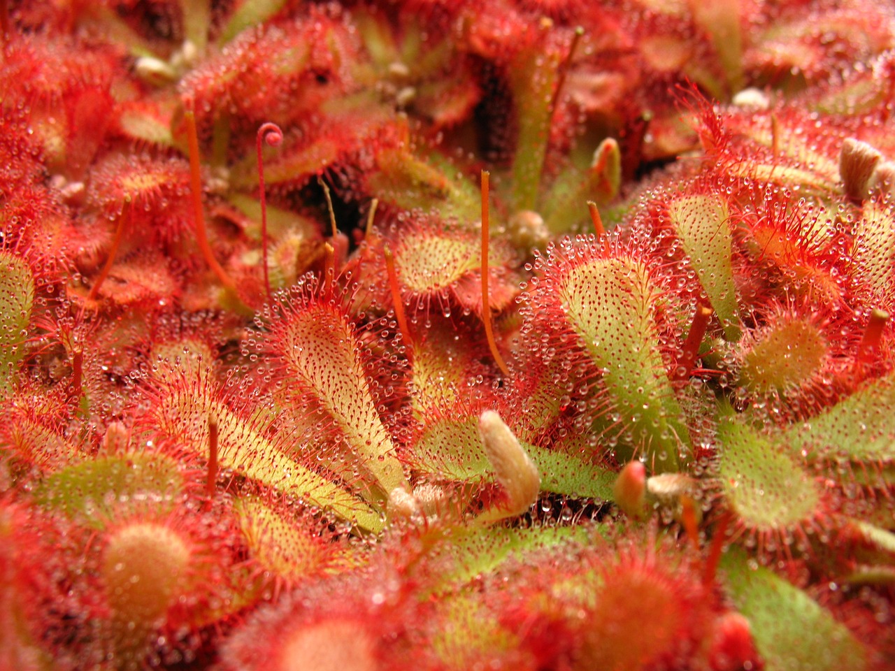 carnivorous plant rosa plant free photo