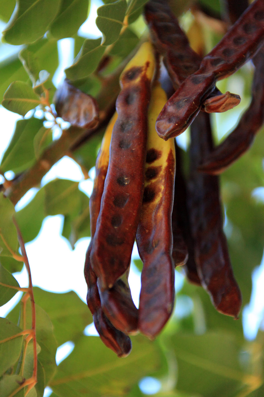 beans branch carob free photo