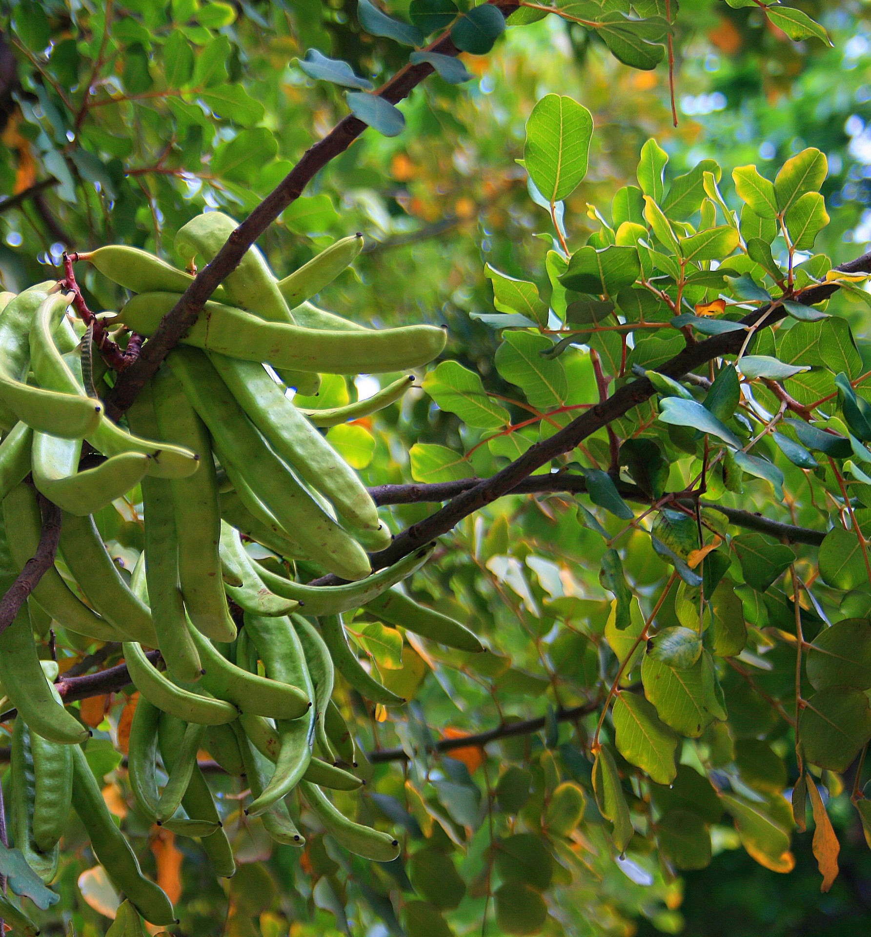 Tree,carob,seed,pods,green - free photo from needpix.com AMP.
