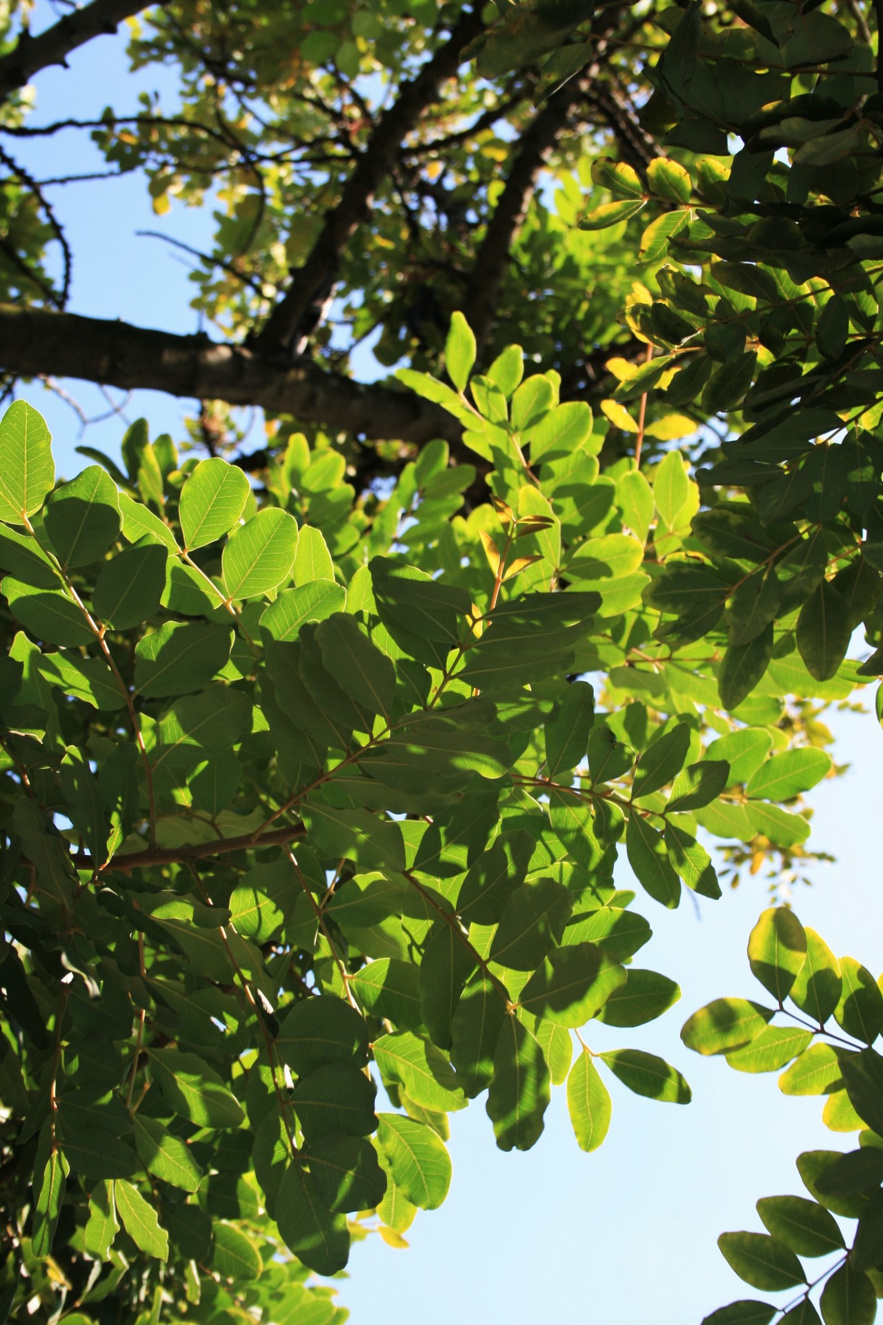 tree carob leaves free photo