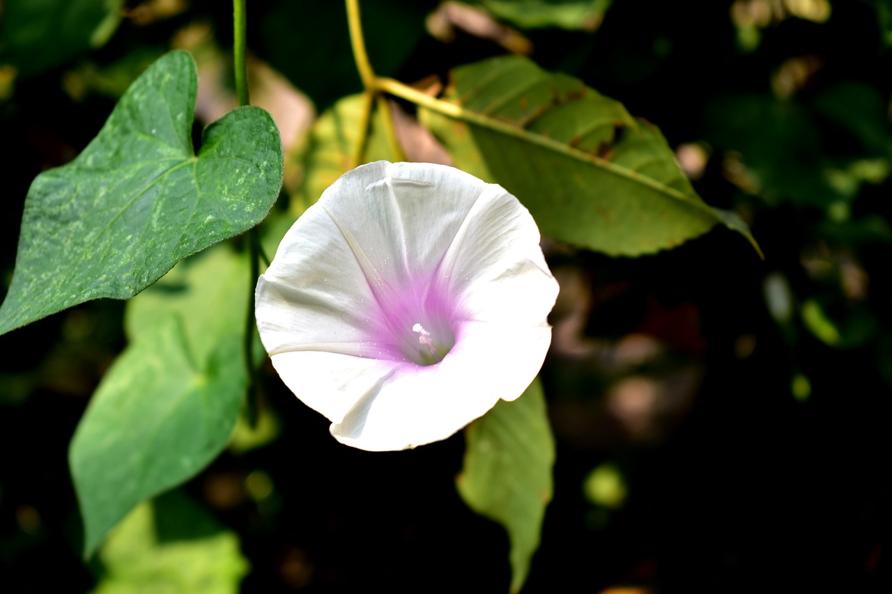 carolina  flower  plant free photo